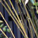 David Bisset Bamboo 1 Gallon Size Live Plant Hardy Phyllostachys Bissetii Indoor Outdoor Garden Gard David Bisset Bamboo 1 Gallon Size Live Plant Hardy Phyllostachys Bissetii Indoor Outdoor Garden Gard