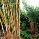 Alphonse Karr Bamboo Clumping 12-18" Tall Live Division Bambusa Multiplex Indoor Outdoor Garden Gard Alphonse Karr Bamboo Clumping 12-18" Tall Live Division Bambusa Multiplex Indoor Outdoor Garden Gard