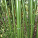 Red Margin Bamboo 12-24" Live Plant Giant Timber Phyllostachys Rubromarginata Indoor Outdoor Garden 
