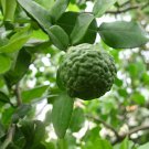 Thai Lime Tree Kaffir Makrut Lime 2-4" Tall Live Fruit Plant Citrus Hystrix Indoor Outdoor Garden Ga