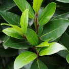 3 Bay Leaf Trees 3-6" Tall Live Plants Sweet Bay Laurel Laurus Nobilis Indoor Outdoor Garden Gardeni 3 Bay Leaf Trees 3-6" Tall Live Plants Sweet Bay Laurel Laurus Nobilis Indoor Outdoor Garden Gardeni