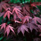 Bloodgood Japanese Maple Tree 24-36" Tall Gallon Pot 2-3 Ft Tall Live Plant Indoor Outdoor Garden Ga Bloodgood Japanese Maple Tree 24-36" Tall Gallon Pot 2-3 Ft Tall Live Plant Indoor Outdoor Garden Ga