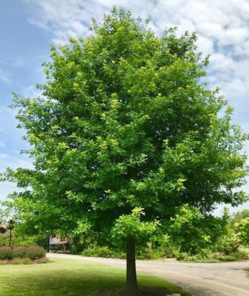 Nuttall Oak Shade Tree 24-36