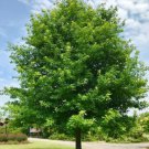 Nuttall Oak Shade Tree 24-36" Tall Live Plant Bare Root Quercus Nuttallii Indoor Outdoor Garden Gard Nuttall Oak Shade Tree 24-36" Tall Live Plant Bare Root Quercus Nuttallii Indoor Outdoor Garden Gard