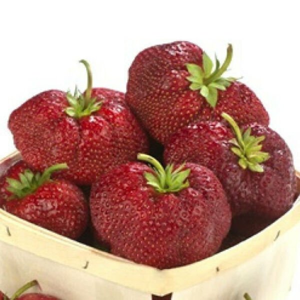 5 Malwina Strawberry Plants Bare Root Large Big Berries Late Season Variety Indoor Outdoor Garden Ga