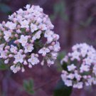 2 Koreanspice Viburnum Shrubs Arrowwood 6-8" Tall 3" Pots Viburnum Carlesii Indoor Outdoor Garden Ga