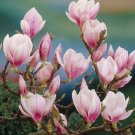Saucer Magnolia Tree Shrub 6-12" Tall Live Plant 25" Pot Soulangeana Indoor Outdoor Garden Gardening
