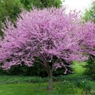2 Eastern Redbud Trees 12-18" Tall Live Plants 4" Pots Cercis Canadensis Indoor Outdoor Garden Garde