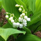 5 Lily Of The Valley Roots Rhizomes May Lily May Bells Convallaria Majalis Indoor Outdoor Garden Gar