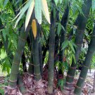 100 Giant Bamboo 2022 Seeds Rare Dendrocalamus Giganteus Indoor Outdoor Garden Gardening