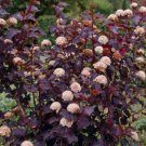 Crimson Diabolo Ninebark Shrub Bush 6-12" Tall Live Potted Plant 25" Pot Indoor Outdoor Garden Garde