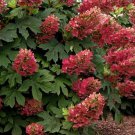 Ruby Slippers Oakleaf Hydrangea Shrub Bush 6-12" Tall Live Plant 25" Pot Indoor Outdoor Garden Garde Ruby Slippers Oakleaf Hydrangea Shrub Bush 6-12" Tall Live Plant 25" Pot Indoor Outdoor Garden Garde