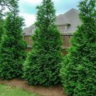 Thuja Green Giant Arborvitae Tree Live Plant 6-12" Tall Seedling 3" Pot Indoor Outdoor Garden Garden Thuja Green Giant Arborvitae Tree Live Plant 6-12" Tall Seedling 3" Pot Indoor Outdoor Garden Garden