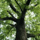 Black Walnut Tree 12-18" Tall Seedling Live Plant Juglans Nigra Indoor Outdoor Garden Gardening Black Walnut Tree 12-18" Tall Seedling Live Plant Juglans Nigra Indoor Outdoor Garden Gardening