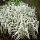Peppermint Stick Giant Reed Grass Variegated White Live Plant Arundo Donax Indoor Outdoor Garden Gar
