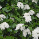 Blackhaw Viburnum Shrub Tree 6-12" Live Plant 4" Pot Viburnum Prunifolium Indoor Outdoor Garden Gard