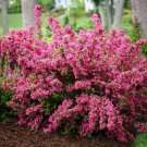 Pink Weigela Shrub Bush 6-12" Tall Live Plant Seedling In 4" Pot Indoor Outdoor Garden Gardening Pink Weigela Shrub Bush 6-12" Tall Live Plant Seedling In 4" Pot Indoor Outdoor Garden Gardening