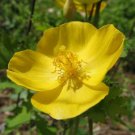 5 Celandine Yellow Poppy Bulbs Wildflowers Stylophorum Diphyllum Indoor Outdoor Garden Gardening