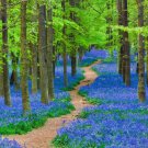 20 Virginia Bluebell Flowers Roots Blue Bell Plants Mertensia Virginica Indoor Outdoor Garden Garden
