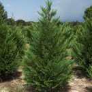 Leyland Cypress Tree Live Plant 24" Tall Gallon Pot Cupressus × Leylandii Indoor Outdoor Garden Gar