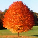 October Glory Maple Tree Live Plant 12-24" Tall Quart Pot Fast Growing Indoor Outdoor Garden Gardeni October Glory Maple Tree Live Plant 12-24" Tall Quart Pot Fast Growing Indoor Outdoor Garden Gardeni