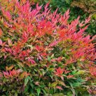 Gulf Stream Nandina Domestica Shrub Bush 6-12" Tall Live Plant Quart Pot Indoor Outdoor Garden Garde