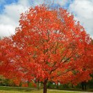Celebration Maple Tree 12-24" Live Plant Qt Pot Acer X Freemanii Celebration Indoor Outdoor Garden G Celebration Maple Tree 12-24" Live Plant Qt Pot Acer X Freemanii Celebration Indoor Outdoor Garden G