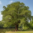 Willow Oak Tree 12-18" Tall Seedling Live Plant Quart Pot Quercus Phellos Indoor Outdoor Garden Gard Willow Oak Tree 12-18" Tall Seedling Live Plant Quart Pot Quercus Phellos Indoor Outdoor Garden Gard