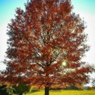 2 Pin Oak Trees Live Potted Plants 12-18" Tall 4" Pot Quercus Palustris Indoor Outdoor Garden Garden 2 Pin Oak Trees Live Potted Plants 12-18" Tall 4" Pot Quercus Palustris Indoor Outdoor Garden Garden