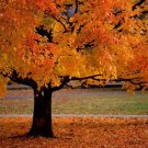 American Sycamore Tree 10-12" Tall Live Plant Quart Pot Platanus Occidentalis Indoor Outdoor Garden 