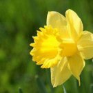 25 Wild Daffodil Bulbs Buttercup Lent Lily Narcissus Pseudonarcissus Indoor Outdoor Garden Gardening