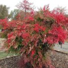 Heavenly Sacred Bamboo Shrub 6-10" Tall Live Plant 25" Pot Nandina Domestica Indoor Outdoor Garden G