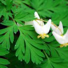 5 Dutchmans Breeches Bulbs Root Systems Bleeding Heart Dicentra Cucullaria Indoor Outdoor Garden Gar 5 Dutchmans Breeches Bulbs Root Systems Bleeding Heart Dicentra Cucullaria Indoor Outdoor Garden Gar