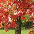 American Sweetgum Live Tree 18-24" Tall Quart Pot Liquidambar Styraciflua Indoor Outdoor Garden Gard American Sweetgum Live Tree 18-24" Tall Quart Pot Liquidambar Styraciflua Indoor Outdoor Garden Gard