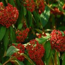 Prague Viburnum Shrub Bush 6-12" Tall Live Plant 25" Pot Viburnum Pragense Indoor Outdoor Garden Gar