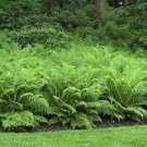 10 Tennessee Ostrich Glade Fern Rhizomes Root Systems Matteuccia Struthiopteris Indoor Outdoor Garde