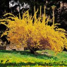 Lynwood Gold Forsythia Shrub Bush 6-12" Tall Live Lynnwood Plant 4" Pot Indoor Outdoor Garden Garden