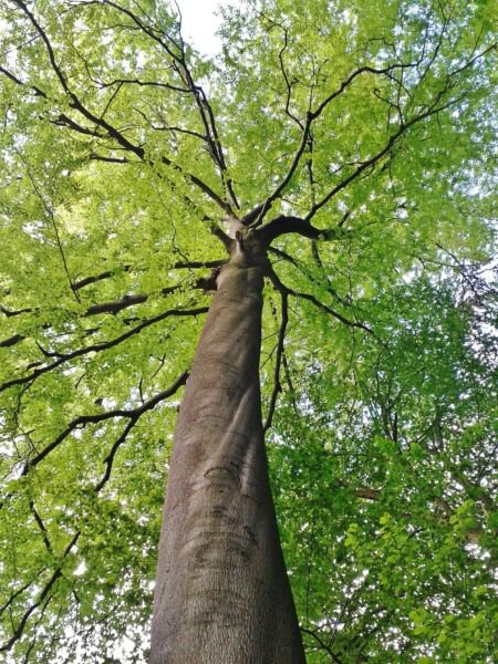 American Beech Tree Live Plant 6-12" Tall Quart Pot Fagus Grandifolia ...