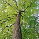 American Beech Tree Live Plant 6-12" Tall Quart Pot Fagus Grandifolia Indoor Outdoor Garden Gardenin