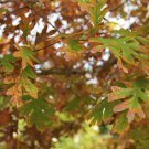 White Oak Tree 12-18" Tall Seedling Live Potted Plant 4" Pot Quercus Alba Indoor Outdoor Garden Gard White Oak Tree 12-18" Tall Seedling Live Potted Plant 4" Pot Quercus Alba Indoor Outdoor Garden Gard