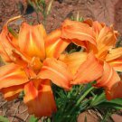 3 Double Orange Bloom Daylily Fans Root Systems Hemerocallis Fulva Kwanso Indoor Outdoor Garden Gard