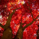 Red Maple Tree Live Plant 12-16" Tall Seedling Quart Pot Acer Rubrum Indoor Outdoor Garden Gardening Red Maple Tree Live Plant 12-16" Tall Seedling Quart Pot Acer Rubrum Indoor Outdoor Garden Gardening