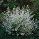 Japanese Nishiki Dappled Willow Shrub Tree Live Plant 8-12" Tall 4" Pot Indoor Outdoor Garden Garden Japanese Nishiki Dappled Willow Shrub Tree Live Plant 8-12" Tall 4" Pot Indoor Outdoor Garden Garden