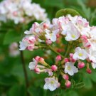 Juddi Viburnum Shrub Live Potted Plant 6-12" Tall 3" Pot Viburnum X Juddii Indoor Outdoor Garden Gar Juddi Viburnum Shrub Live Potted Plant 6-12" Tall 3" Pot Viburnum X Juddii Indoor Outdoor Garden Gar