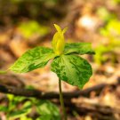 5 Yellow Trillium Root Systems Bulbs Wildflower Yellow Wake Robin T Luteum Indoor Outdoor Garden Gar