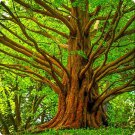 2 Dawn Redwood Trees Live Potted Plants 8-12" Tall Seedlings Quart Pots Indoor Outdoor Garden Garden