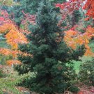 Black Dragon Japanese Cedar Tree 6-12" Tall Seedling Live Plant Quart Pot Indoor Outdoor Garden Gard Black Dragon Japanese Cedar Tree 6-12" Tall Seedling Live Plant Quart Pot Indoor Outdoor Garden Gard
