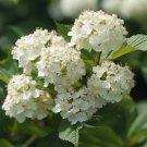 Chicago Lustre Viburnum Shrub Live Plant 10-18" Tall Seedling 25" Pot Indoor Outdoor Garden Gardenin
