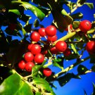 China Girl Holly Shrub Live Potted Plant 6-12" Tall Seedling 25" Pot Indoor Outdoor Garden Gardening China Girl Holly Shrub Live Potted Plant 6-12" Tall Seedling 25" Pot Indoor Outdoor Garden Gardening