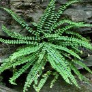 5 Maidenhair Spleenwort Fern Rhizomes Roots Live Plants Asplenium Trichomanes Indoor Outdoor Garden 